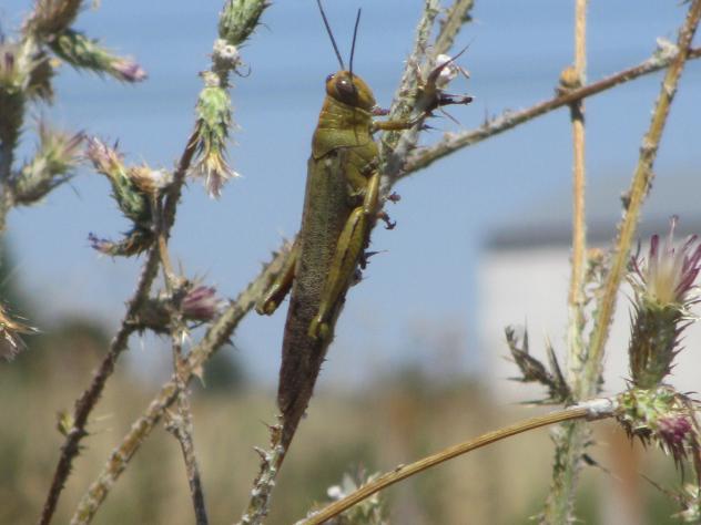 Foto: Langosta en un cardo - Mazuecos (Guadalajara), España