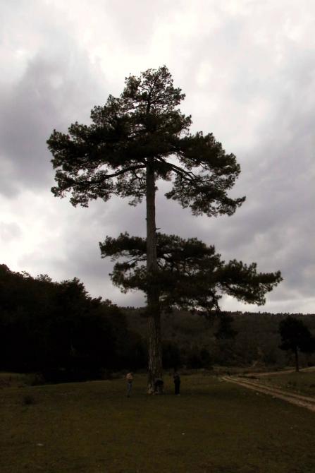Foto: Pino de más de 30 metros de altura - Frías de Albarracín (Teruel), España
