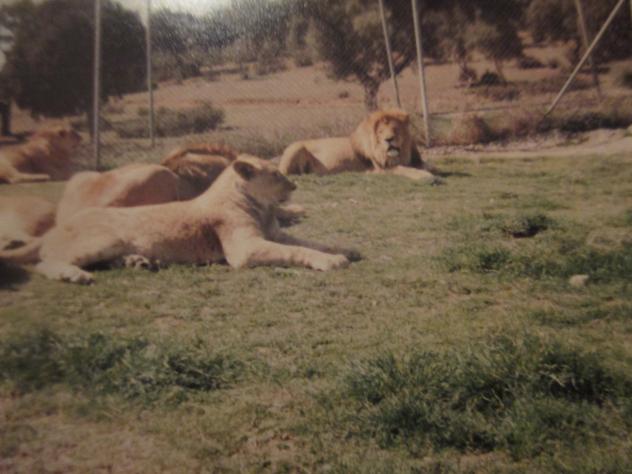 Foto: Manada de leones en Safari Madrid - Aldea del Fresno (Madrid), España