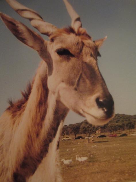 Foto: Gacela en el Safari Madrid - Aldea del Fresno (Madrid), España