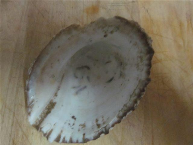 Foto: Vista interna de una concha de loco - Algarrobo (Valparaíso), Chile