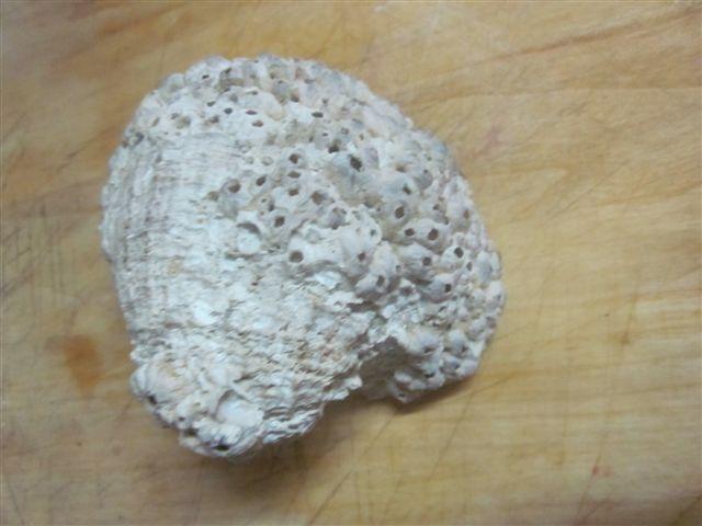 Foto: Vista externa de una concha de loco - Algarrobo (Valparaíso), Chile