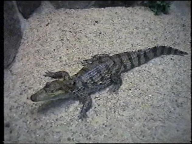 Foto: Joven cocodrilo en Safari Madrid - Aldea del Fresno (Madrid), España