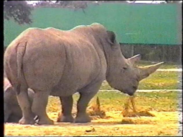 Foto: Rinocerontes en Safari Madrid - Aldea del Fresno (Madrid), España