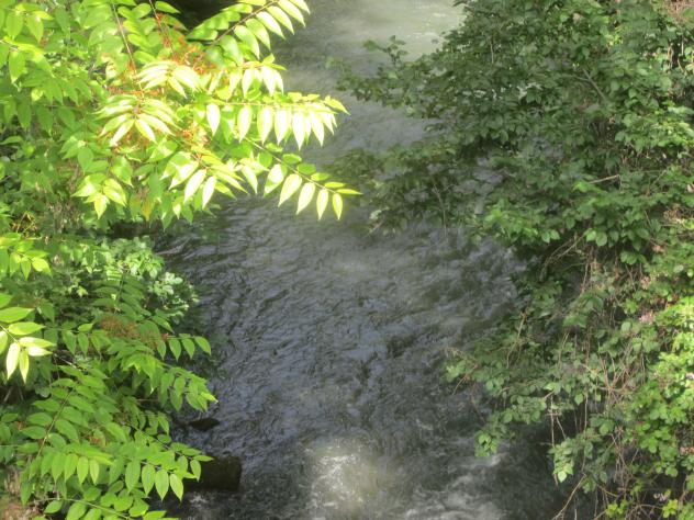 Foto: Aguas del río Tajuña - Carabaña (Madrid), España