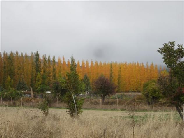 Foto: La vega en otoño - Carabaña (Madrid), España