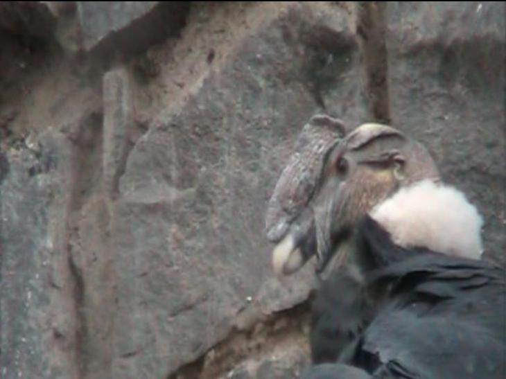Foto: Primer plano de un cóndor macho - Santiago (Región Metropolitana), Chile
