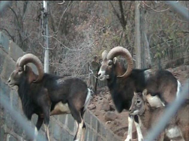 Foto: Cabras montesas en el zoo - Santiago (Región Metropolitana), Chile