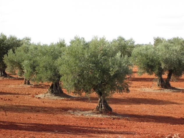 Foto: Olivos en fértil tierra rojiza - Brea de Tajo (Madrid), España