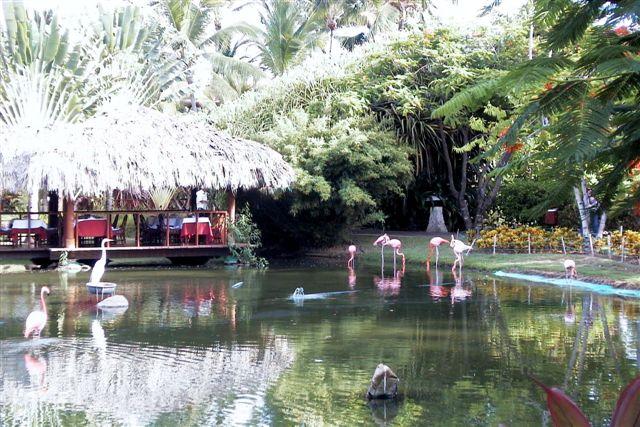 Foto: Flamencos en el hotel - Punta Cana (La Altagracia), República Dominicana