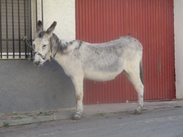 Foto: Borrica atada a una ventana - Brea de Tajo (Madrid), España