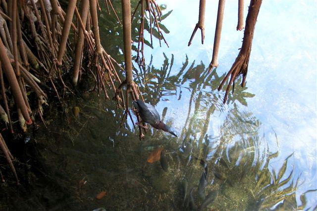 Foto: Pájaro pescando - Punta Cana (La Altagracia), República Dominicana