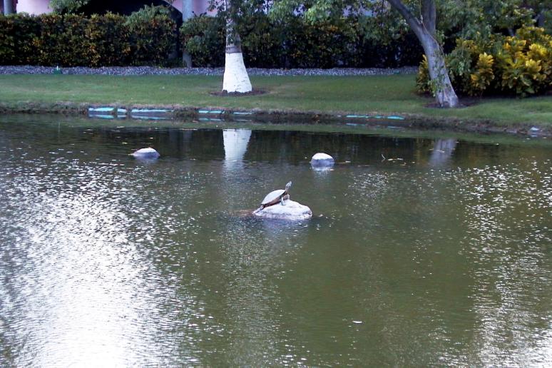Foto: Tortuga - Punta Cana (La Altagracia), República Dominicana