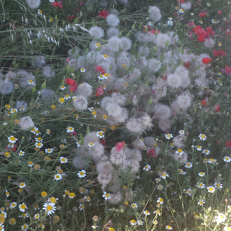 Foto: Primavera 2020 - Calatayud (Zaragoza), España