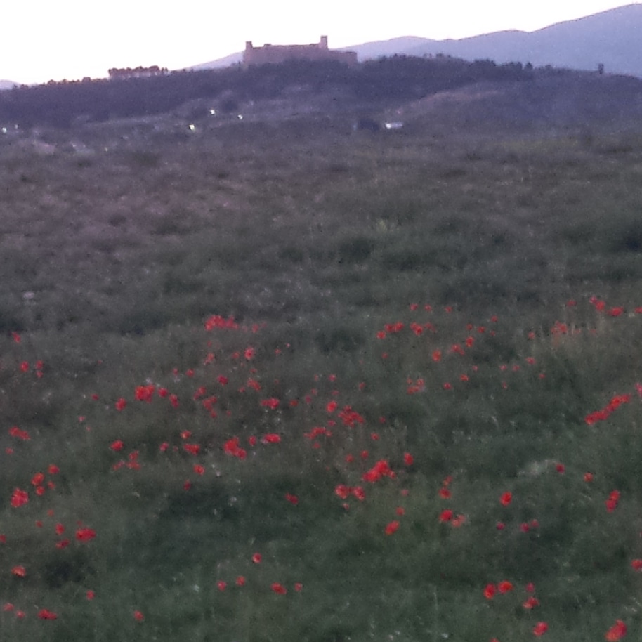 Foto: Primavera 2020 - Calatayud (Zaragoza), España