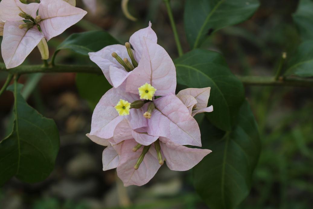 Foto: Flores - Tiquipaya (Cochabamba), Bolivia