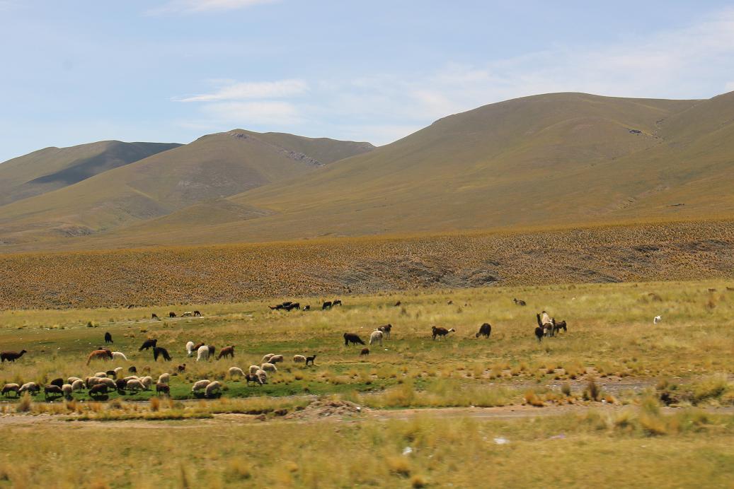 Foto: Altiplano - Sepulturas (Oruro), Bolivia