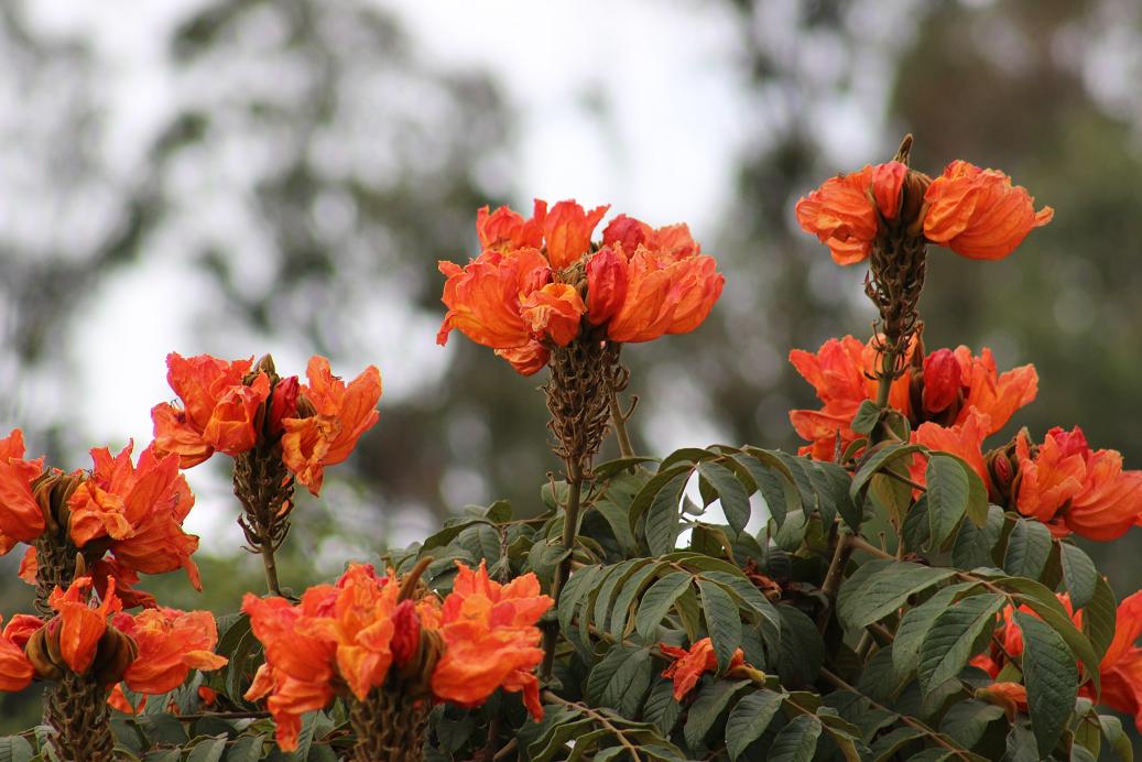 Foto: Flores - Cochabamba, Bolivia