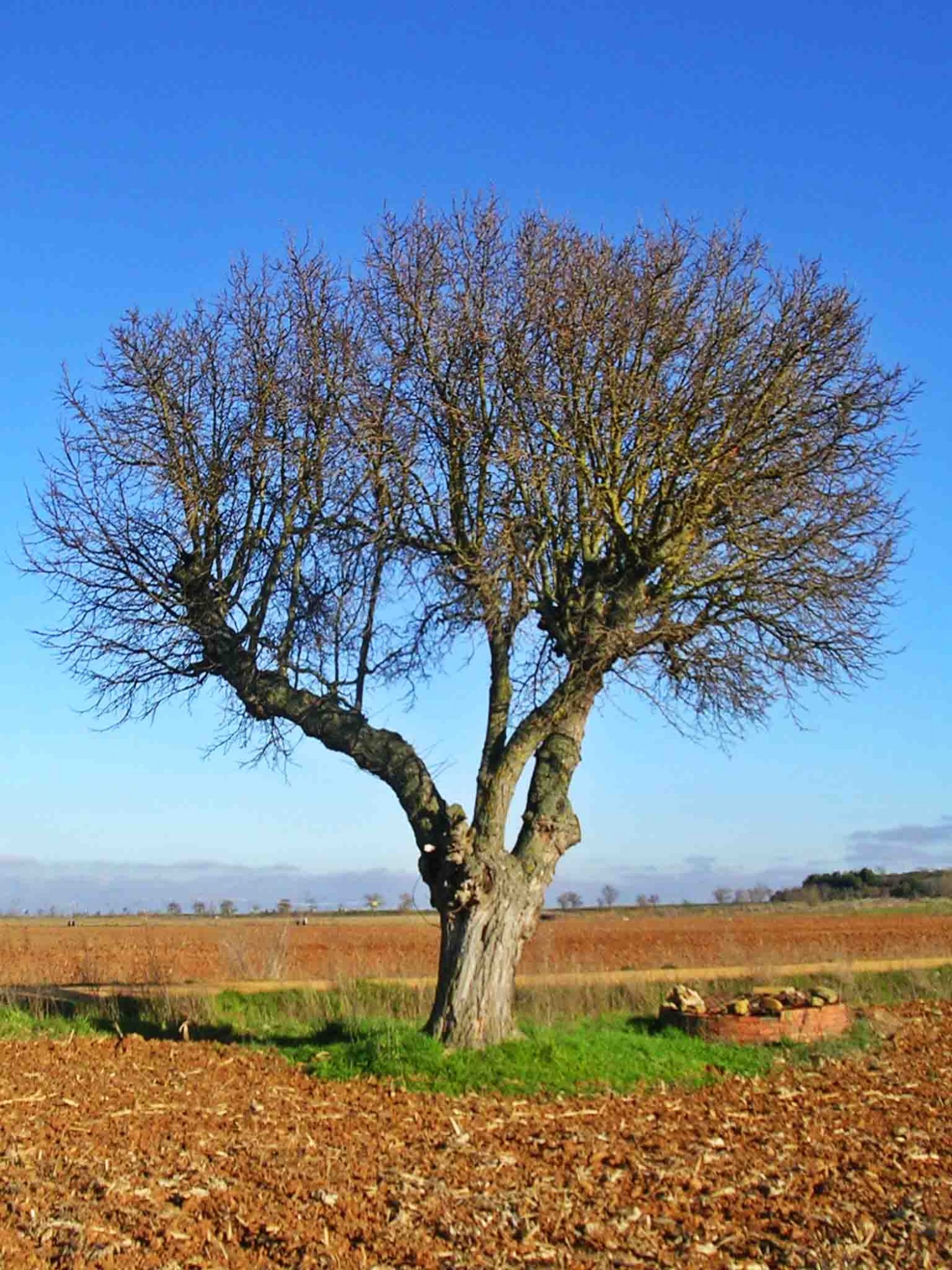 Foto: EL árbol y el pozo de la finca - Santa Cristina del Páramo (Castilla y León), España