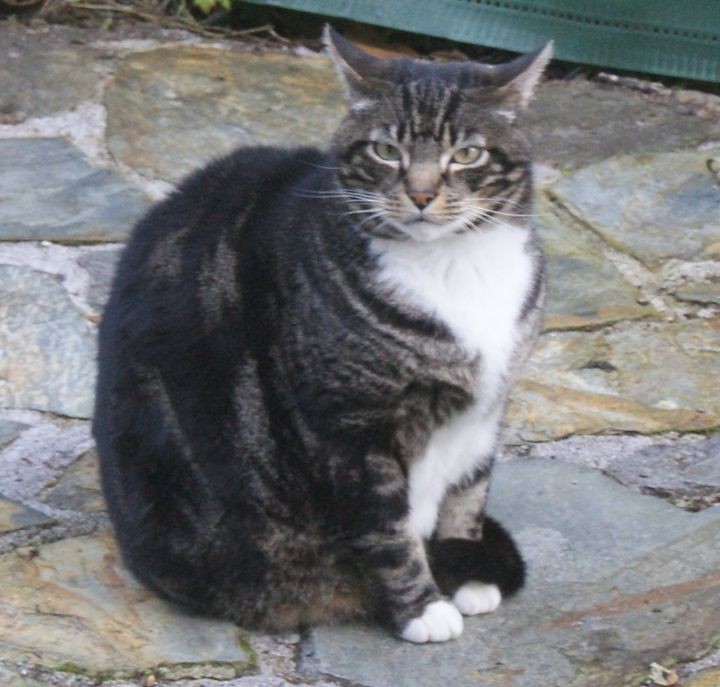 Foto: Mi gato Michy - Laredo (Cantabria), España