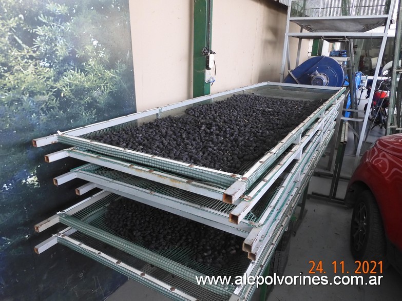 Foto: Olivícola Simone - Maipú Mendoza - Maipu (Mendoza), Argentina