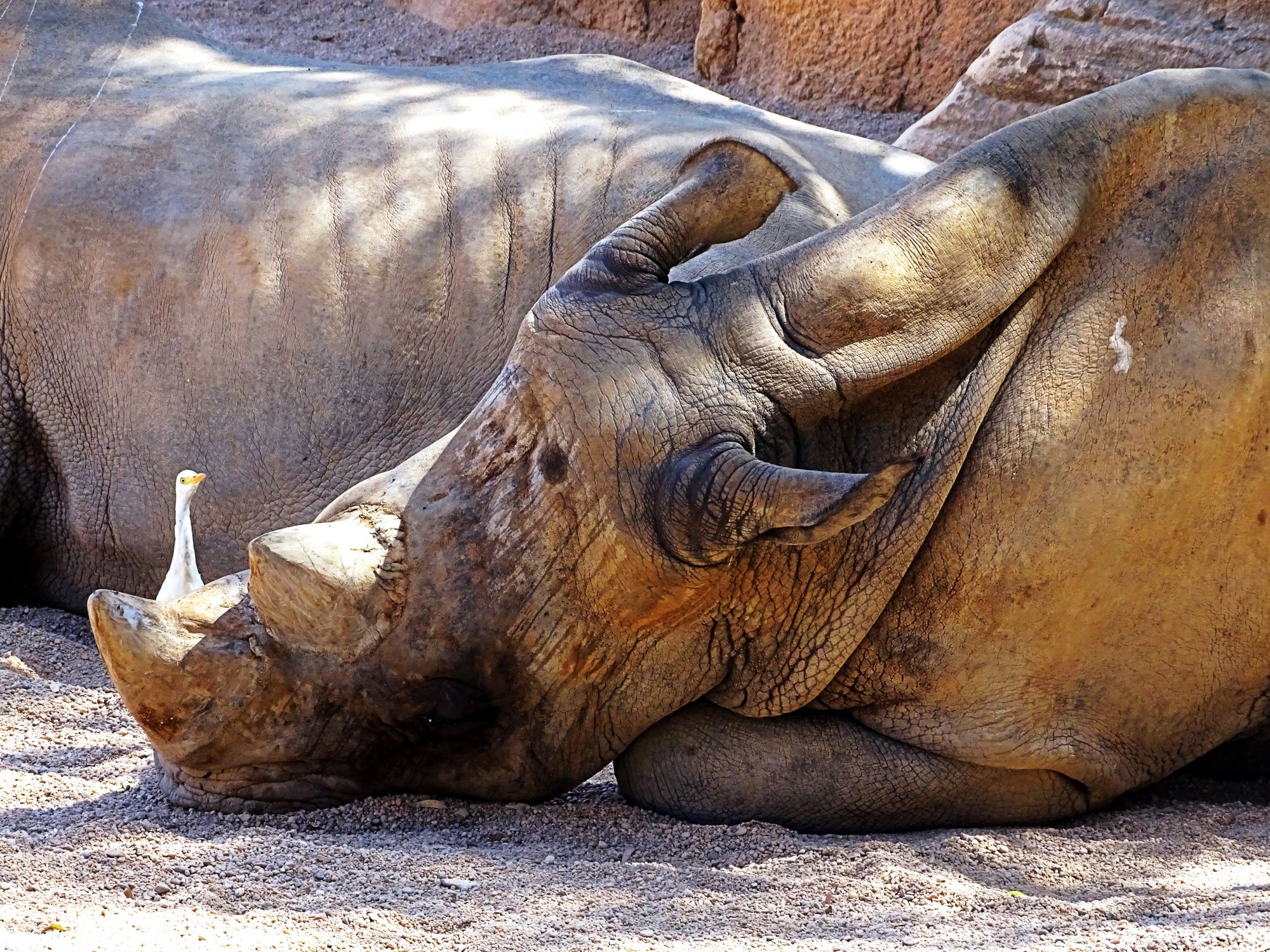 Foto: Rinoceronte del Bioparc - Valencia (Comunidad Valenciana), España