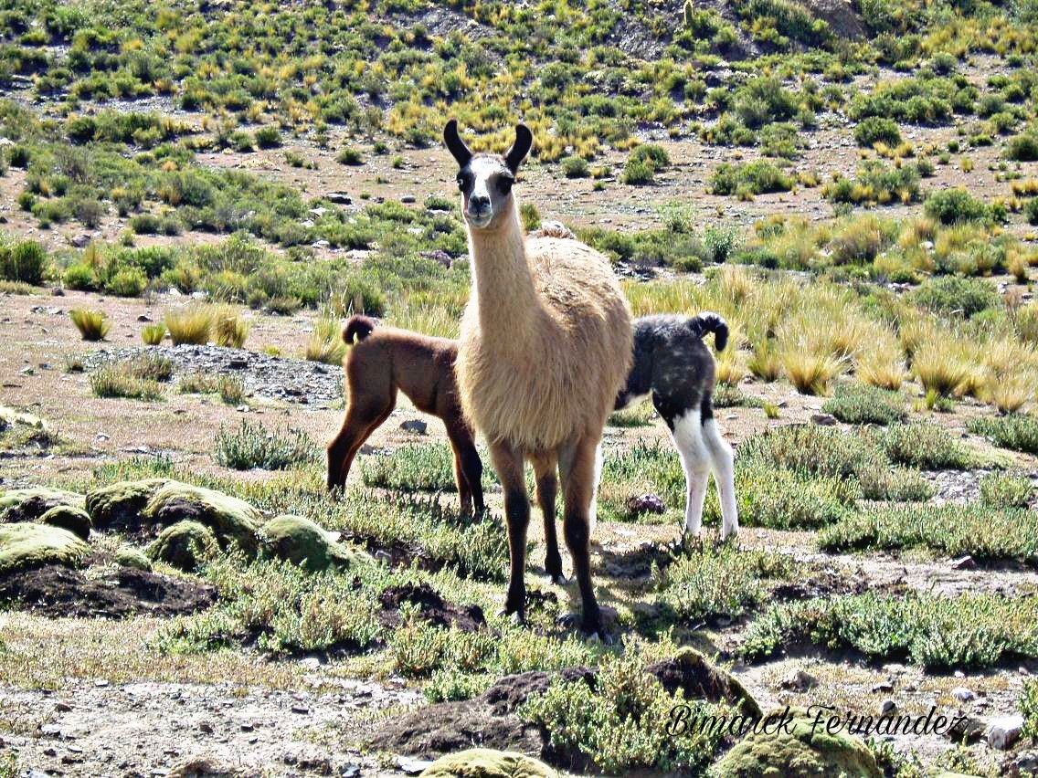 Foto: Mirada de llama - Chuzaqueri (Oruro), Bolivia
