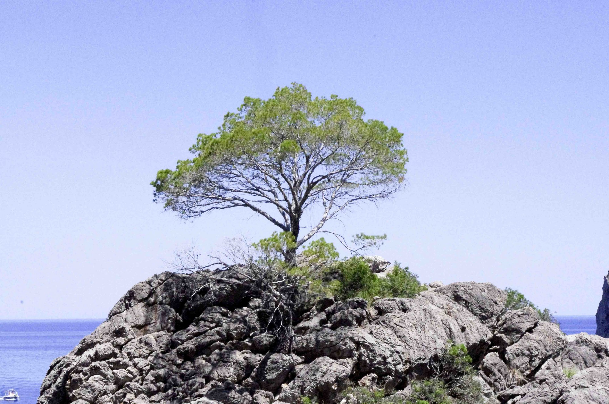 Foto: El Árbol sobre la roca - Escorca (Illes Balears), España