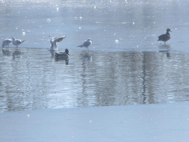 Foto: Aves sobre el estanque helado - Madrid (Comunidad de Madrid), España