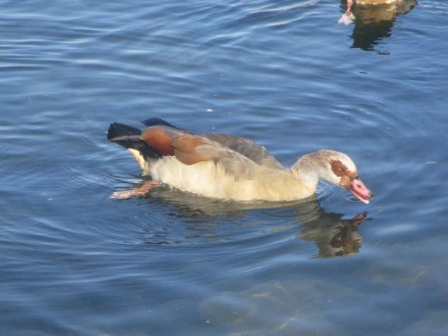 Foto: Ganso del Nilo una nueva especie de ave invasora - Madrid (Comunidad de Madrid), España