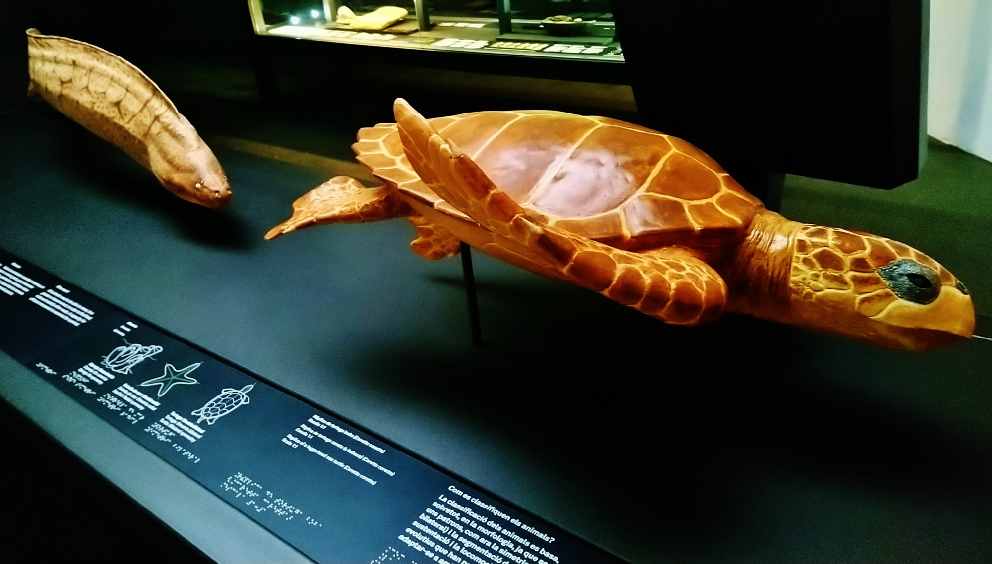 Foto: Museu de Ciències Naturals de Barcelona - Barcelona (Cataluña), España