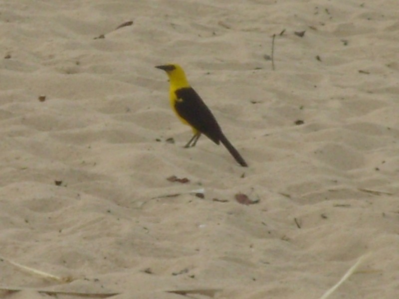 Foto de Alter do Chão (Pará), Brasil