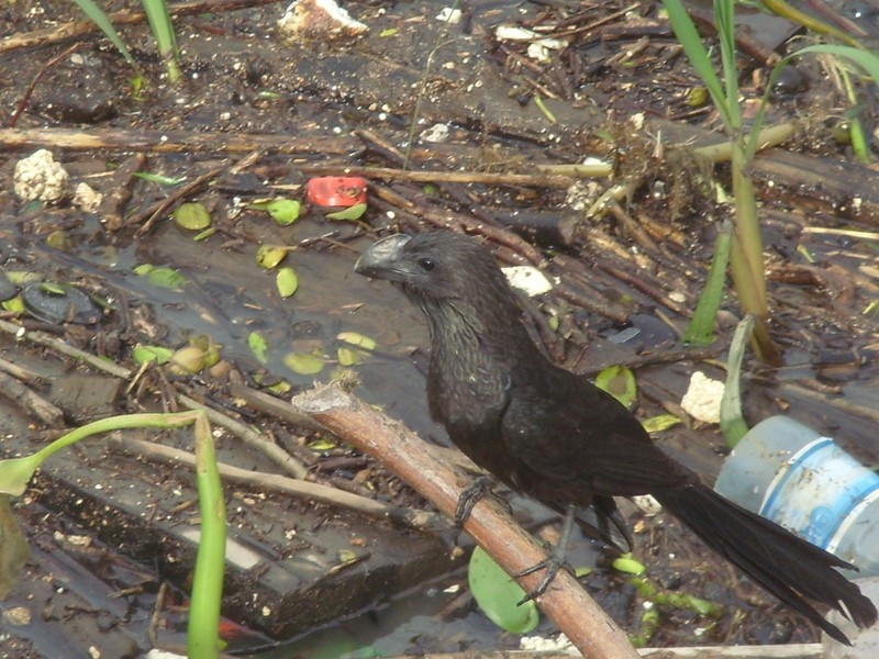Foto: anó - Macapá (Amapá), Brasil