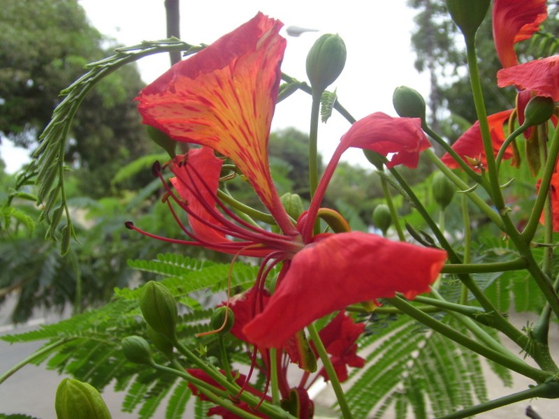 Foto de Macapá (Amapá), Brasil