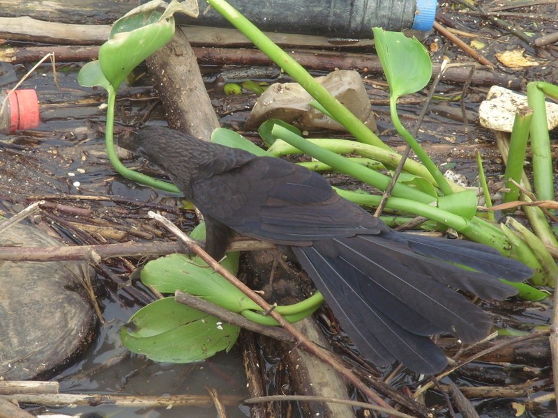 Foto: anó - Macapá (Amapá), Brasil