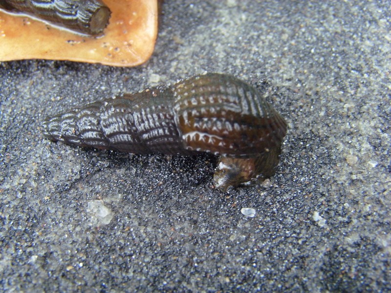 Foto: playa del río Xingú - Porto de Moz (Pará), Brasil