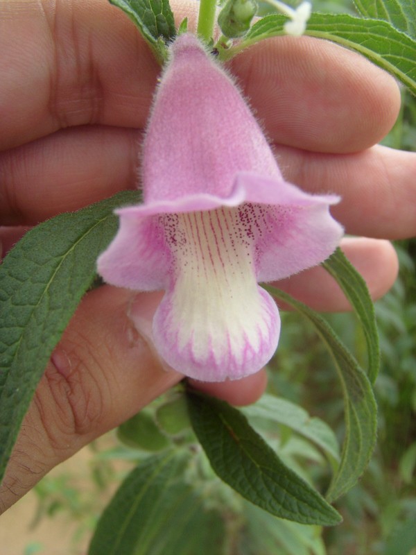 Foto de Porto de Moz (Pará), Brasil