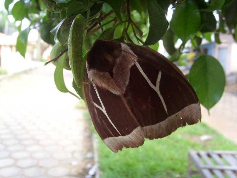 Foto: polilla - Porto de Moz (Pará), Brasil