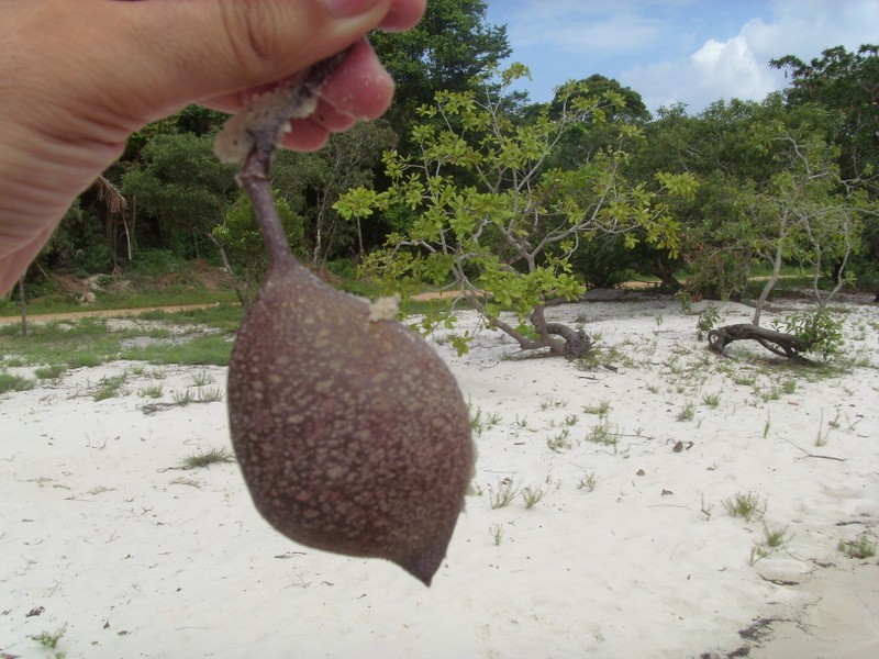 Foto de Porto de Moz (Pará), Brasil