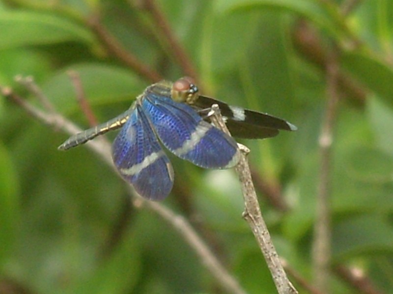 Foto de Porto de Moz (Pará), Brasil