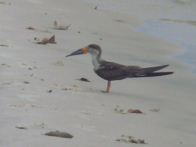 Foto de Porto de Moz (Pará), Brasil