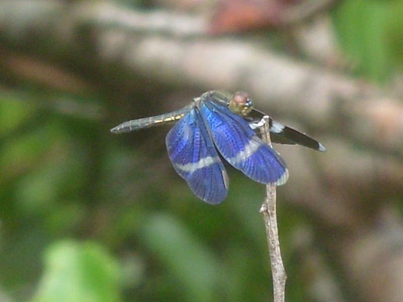 Foto de Porto de Moz (Pará), Brasil