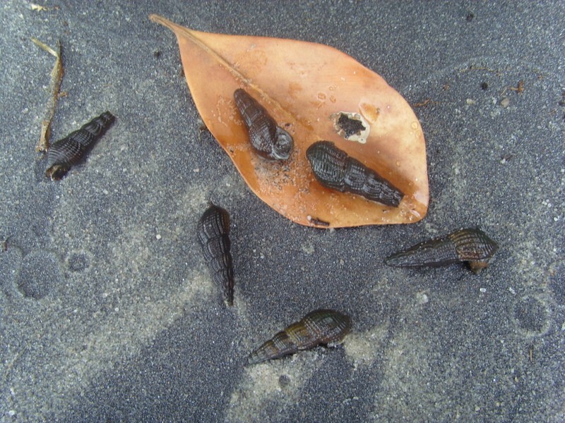 Foto: playa del río Xingú - Porto de Moz (Pará), Brasil