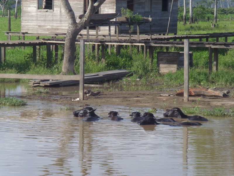 Foto: búfalos - Cuenca del Amazonas (Pará), Brasil