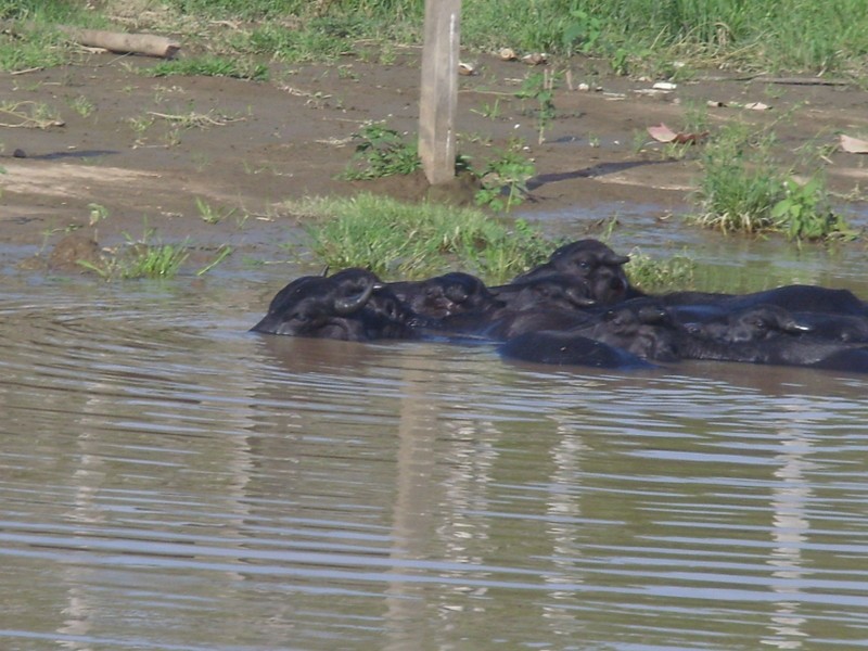 Foto: búfalos - Cuenca del Amazonas (Pará), Brasil