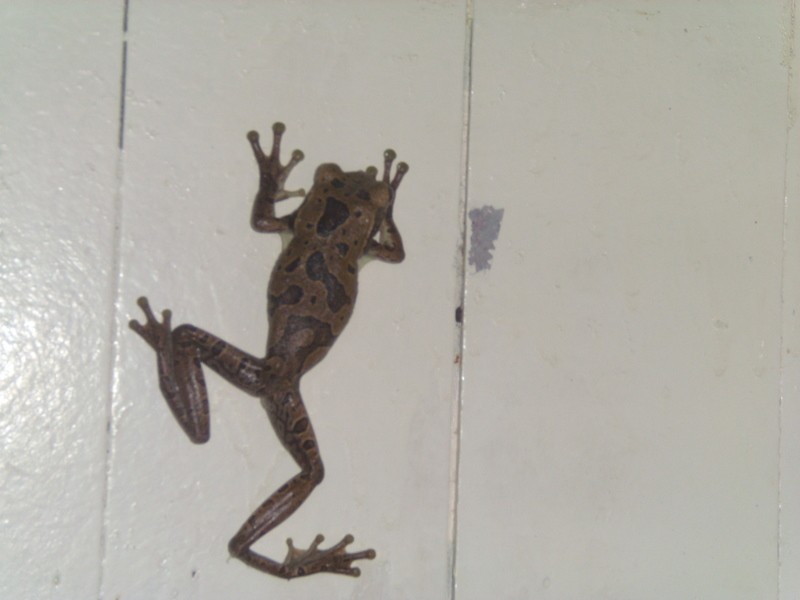 Foto: baño del barco - Cuenca del Amazonas (Pará), Brasil