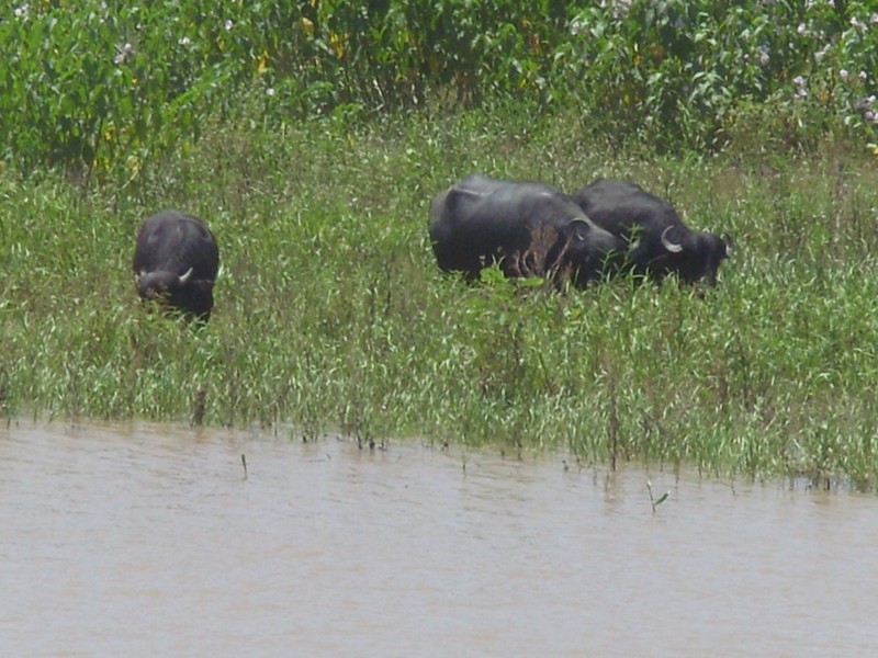 Foto: búfalos - Cuenca del Amazonas (Pará), Brasil
