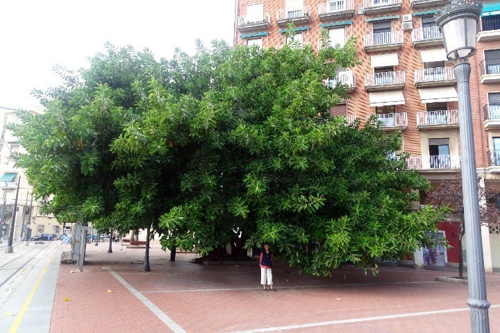 Foto: Ficus minumental - Valencia (València), España