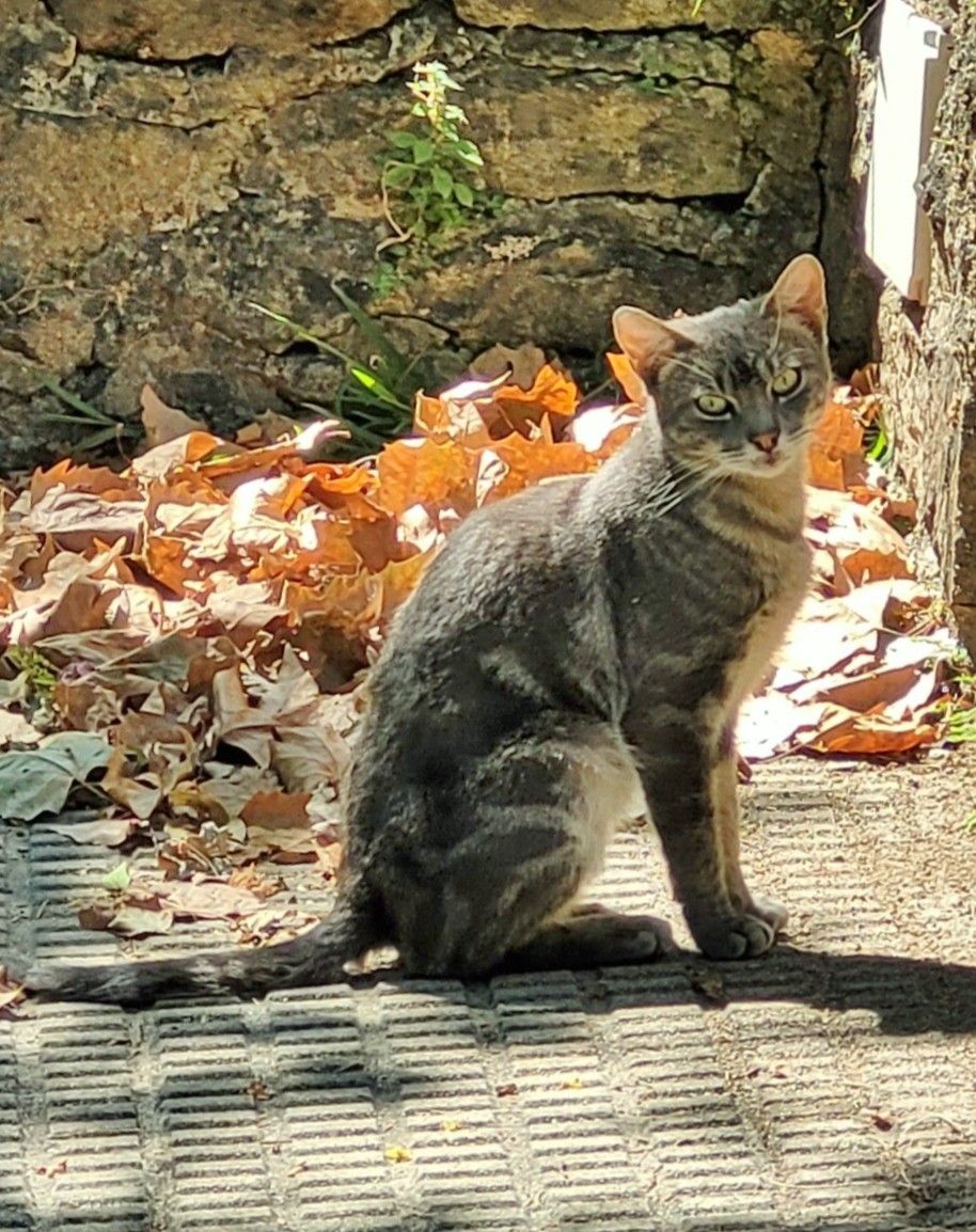 Foto: Gatito - Jarandilla de la Vera (Cáceres), España