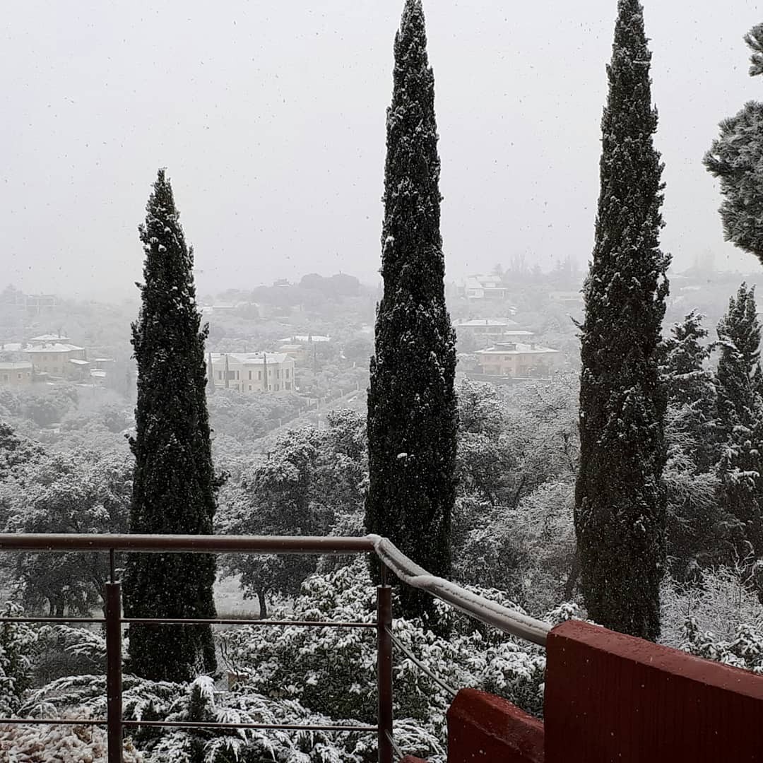 Foto: Filomena y los Cipreces - Ciudalcampo (Madrid), España